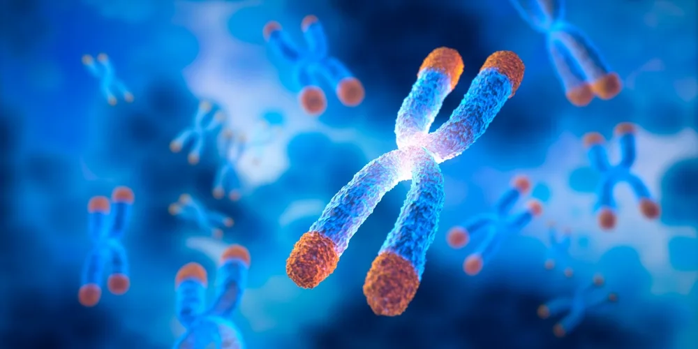 Chromosomes with telomeres - omega-3 and cellular health